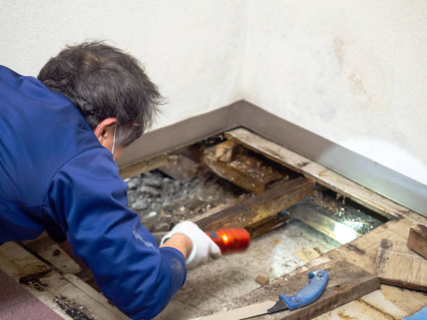 Mold Testing and Removal in Sleepy Hollow, IL
