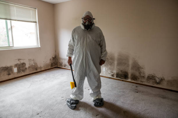 Best Residential Mold Removal  in Sleepy Hollow, IL